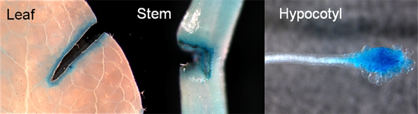 Figure showing that WIND1 gene expression is induced at wound site