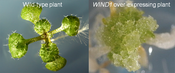 Figure showing the overexpression of WIND1 gene