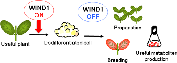 Figure showing WIND1 as a molecular switch