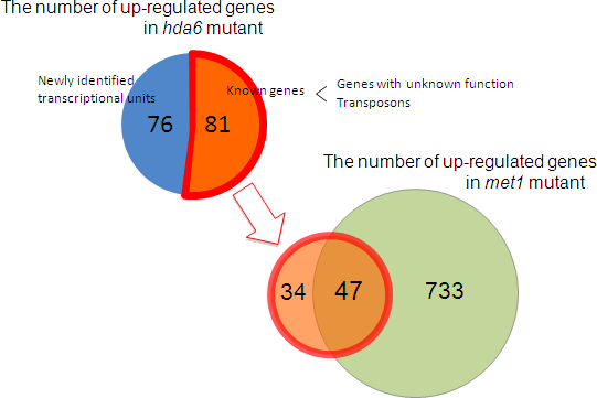 Figure showing the overlap of MET1-regulated genes