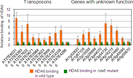 Figure showing the relative binding of HDA6 protein