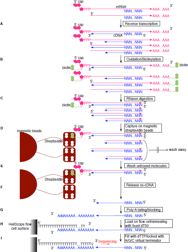 Figure showing HeliScopeCAGE protocol workflow.