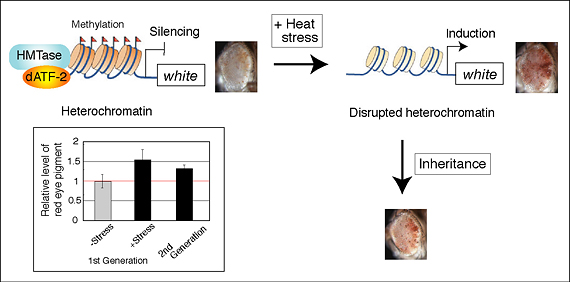 Figure showing that disrupted heterochromatin is inherited