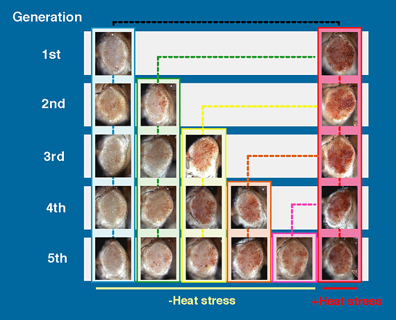 Figure showing multigenerational inheritance of the disrupted heterochromatin by stress