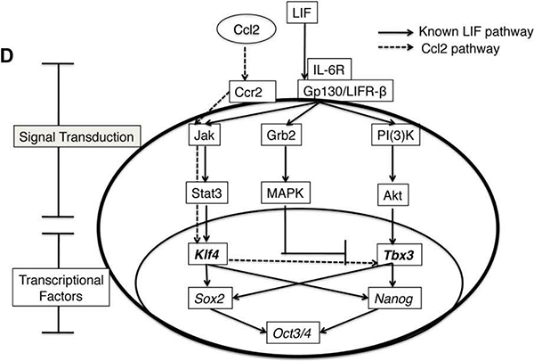Diagram of the Ccl2 and leukemia inhibitory factor (LIF) signal pathways integrating into the transcription network