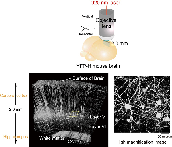 3D reconstructions of neurons expressing yellow fluorescent protein in ScaleA2-treated unsectioned mice brain samples.