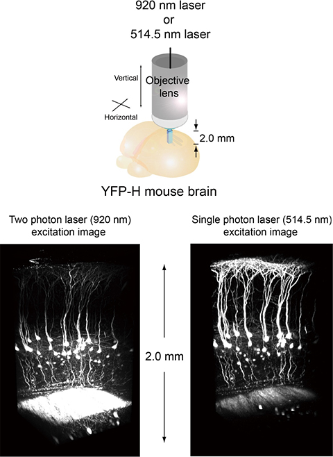 3D reconstruction of YFP-expressing neurons in a quadratic prism located in the cerebral cortex.