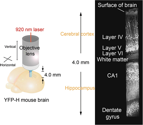Figure showing two-photon excitation fluorescence microscopy (TPEFM) imaging using a custom-designed objective with a working distance of 4.0 mm.