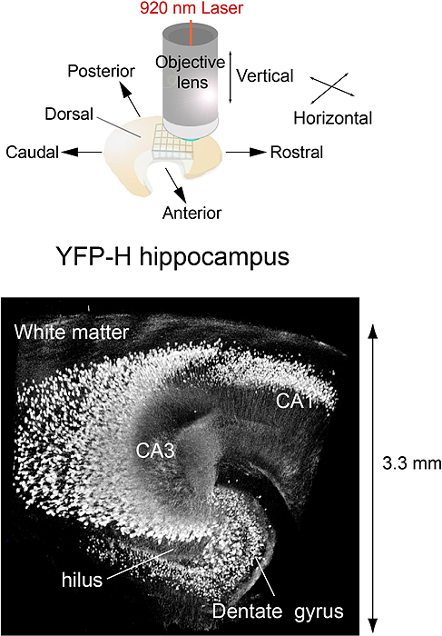 3D reconstructions of YFP-expressing neurons in a quadratic prism located in 24 (4 x 6) quadratic prisms located in the excised hippocampus.