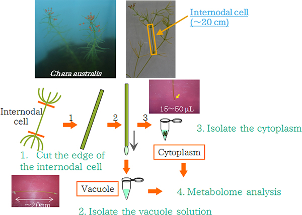 Figure showing isolation of vacuolar and cytoplasmic fraction from an internodal cell of C. australis.