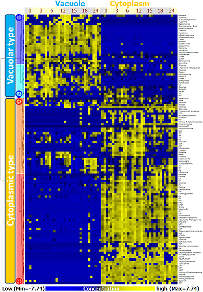 Vacuole and cytoplasm-type metabolites in C. australis cell