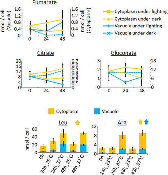 Figure showing fluctuation of metabolite concentrations in the cell