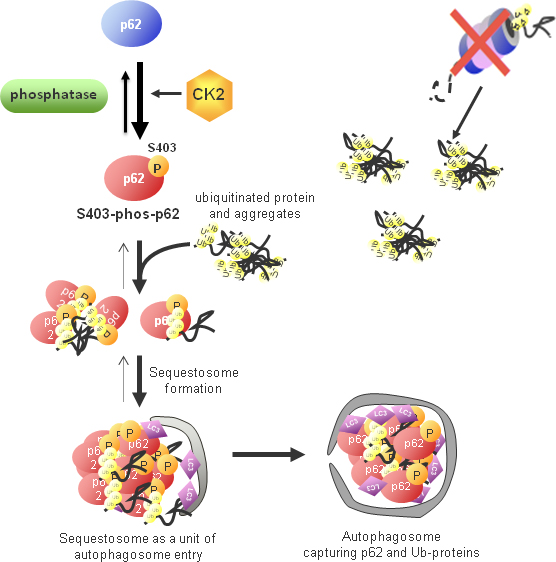 Figure showing model for p62-mediated selective autophagy pathway