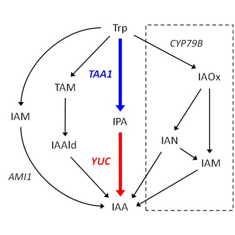 Diagram of the proposed IAA biosynthesis pathway
