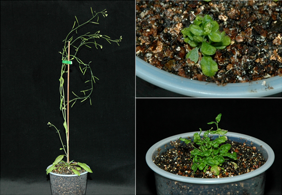 Photos showing effects of disruption of IAA biosynthesis by TAA and YUC gene families