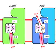 schematic showing the evolutionary emergence of the proton pump