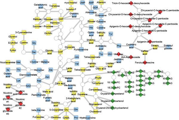 diagram of all annotated metabolites and theisr connection