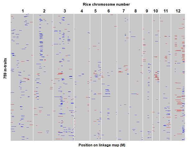 figure showing positions of QTLs