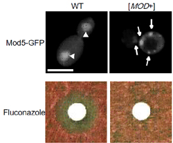 imaging shows MOD+ associated with resistance to antifungal agent