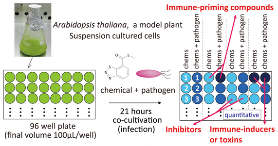 schematic of immune response screening in arabidopsis