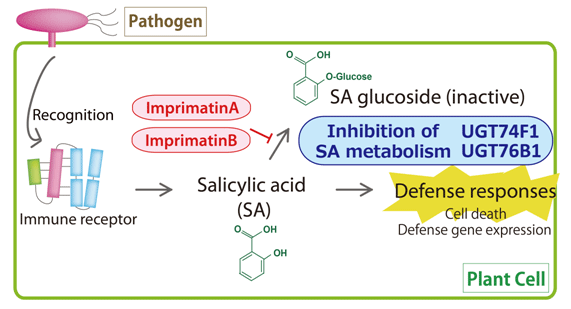 schematic showing the signalling pathway