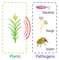 Schematic of crop protection