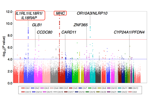 figure showing the 8 new loci for dermatitis susceptibility