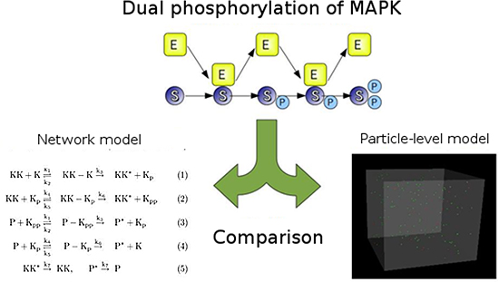 schematic of MAPK simulation