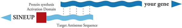 schematic for using SINEUP to express your gene of interest