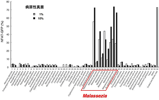 Mincleによるマラセチア属の特異的な認識の図