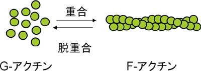 アクチンの重合・脱重合の図