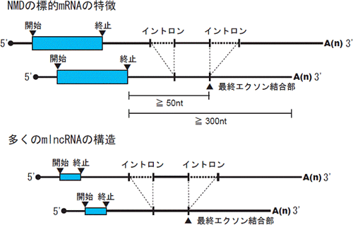 NMD機構の標的になりやすいmRNAおよびmRNA様ノンコーディングRNA（mlncRNA）の模式図の画像