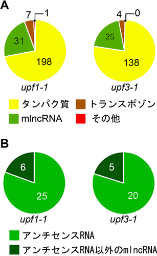 upf1、upf3変異体で蓄積が増加した既知転写産物の分類の図