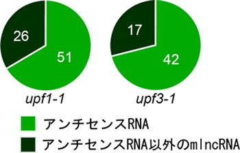 upf1、upf3変異体で蓄積が増加した新規転写産物の分類の図