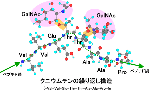 クニウムチンの立体構造（繰り返し構造の1単位）