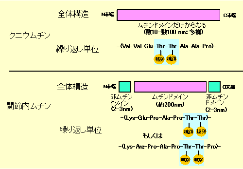 クニウムチンと関節液内のムチンの比較