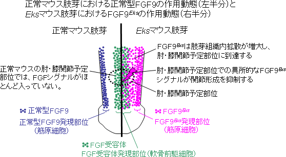 Eksマウスの肘・膝関節癒合発症機序の図