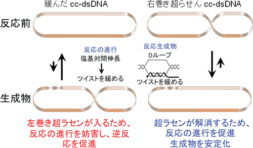 これまで知られていた二重鎖DNAの超らせんと相同対合の関係