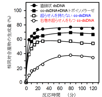 右巻き超らせんはMhr1による相同DNA対合を妨害する