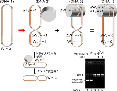 超らせんを持たない閉環状二重鎖DNAの上で、外見上超らせんとツイストが変化しないで起こる相同対合のモデルとその仮説を支持する実験結果