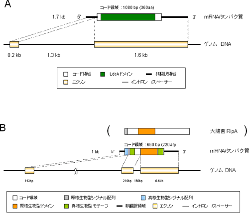 水平転移遺伝子の構造の図