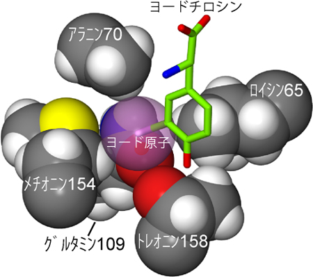 ヨード原子が酵素のアミノ酸残基にぴったりと囲まれている様子の図