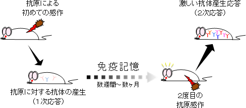 免疫記憶の概念の図