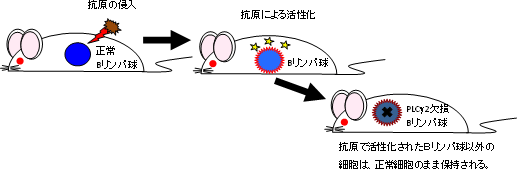 コンディショナル・ノックアウトマウスの図