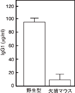 PLCγ2遺伝子欠損マウスでの免疫記憶応答の低下の様子の図