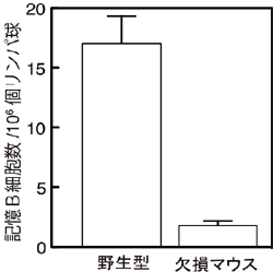 PLCγ2遺伝子欠損マウスでの記憶Ｂリンパ球数の減少の様子の図