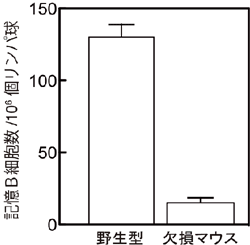 PLCγ2遺伝子欠損マウスでの記憶Ｂリンパ球の生存性の低下の様子の図