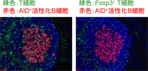 Foxp3+T細胞はFoxp3発現を消失してろ胞性BヘルパーT細胞へ分化するの図