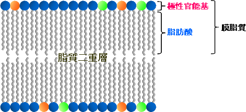 生体膜の模式図の画像