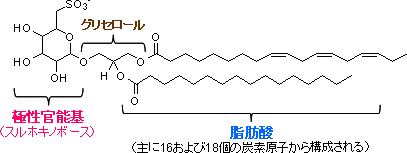 スルホ脂質の構造の図